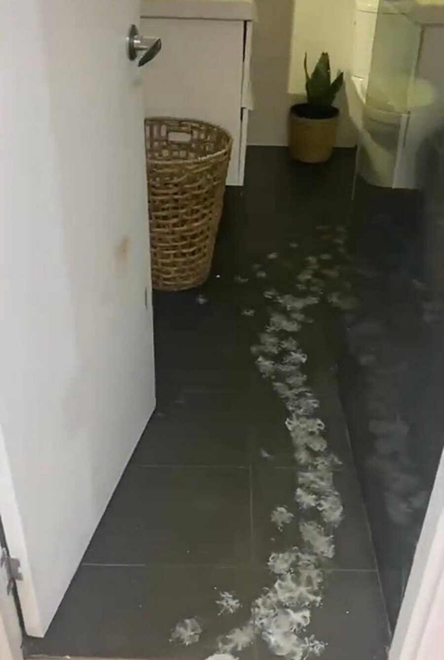 cane sporca casa con le sue zampe