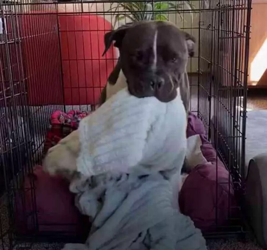cane supera trauma con la coperta