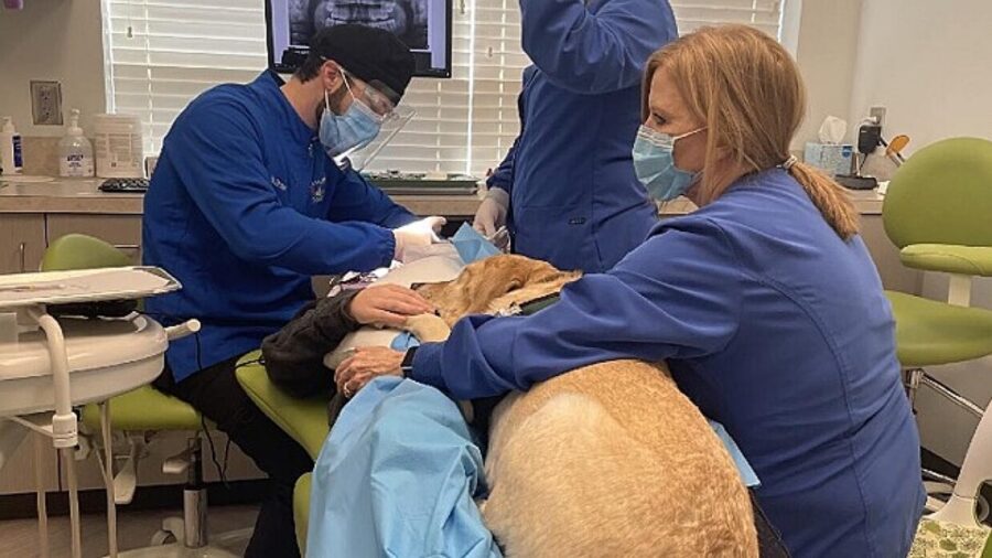 pet therapy durante visita dal dentista