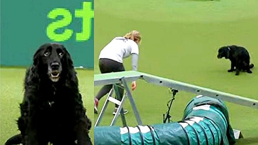 cane fa la cacca durante la competizione