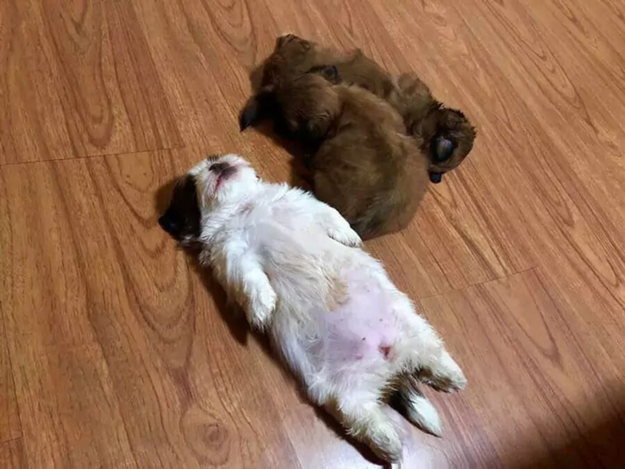 cane dorme sul pavimento