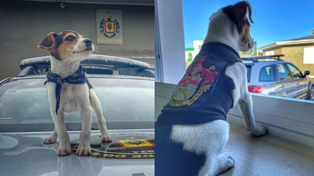 Il cucciolo di cane abbandonato segue l’auto della polizia e viene adottato