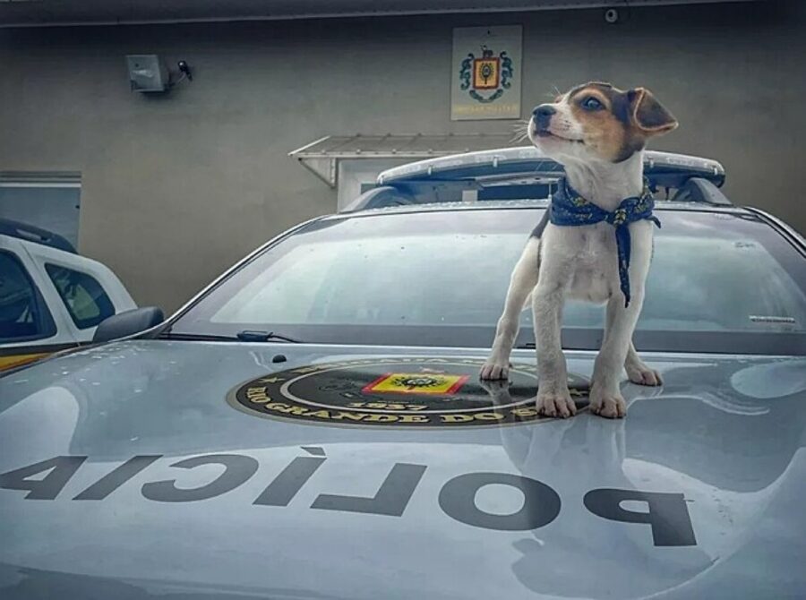 cucciolo poliziotto