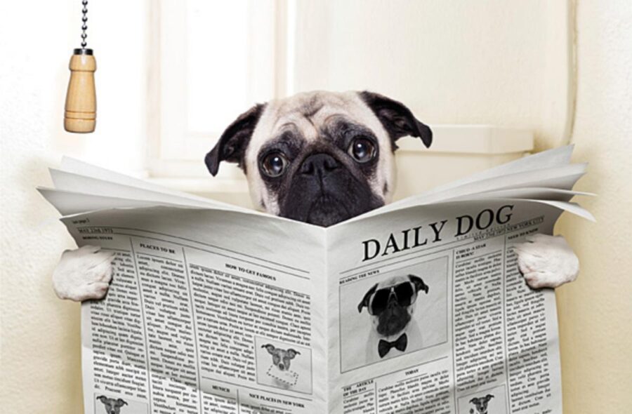 cane con giornale