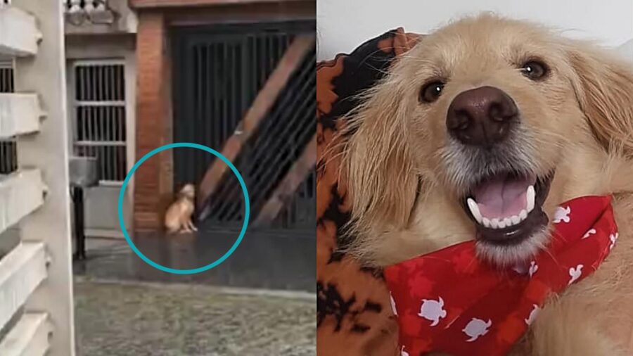 cane si protegge dalla pioggia