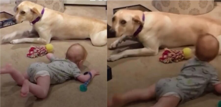 cane insegna al bimbo a gattonare