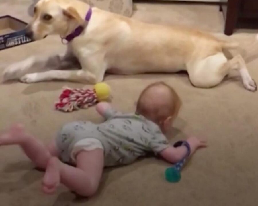 cane sdraiato con bambino