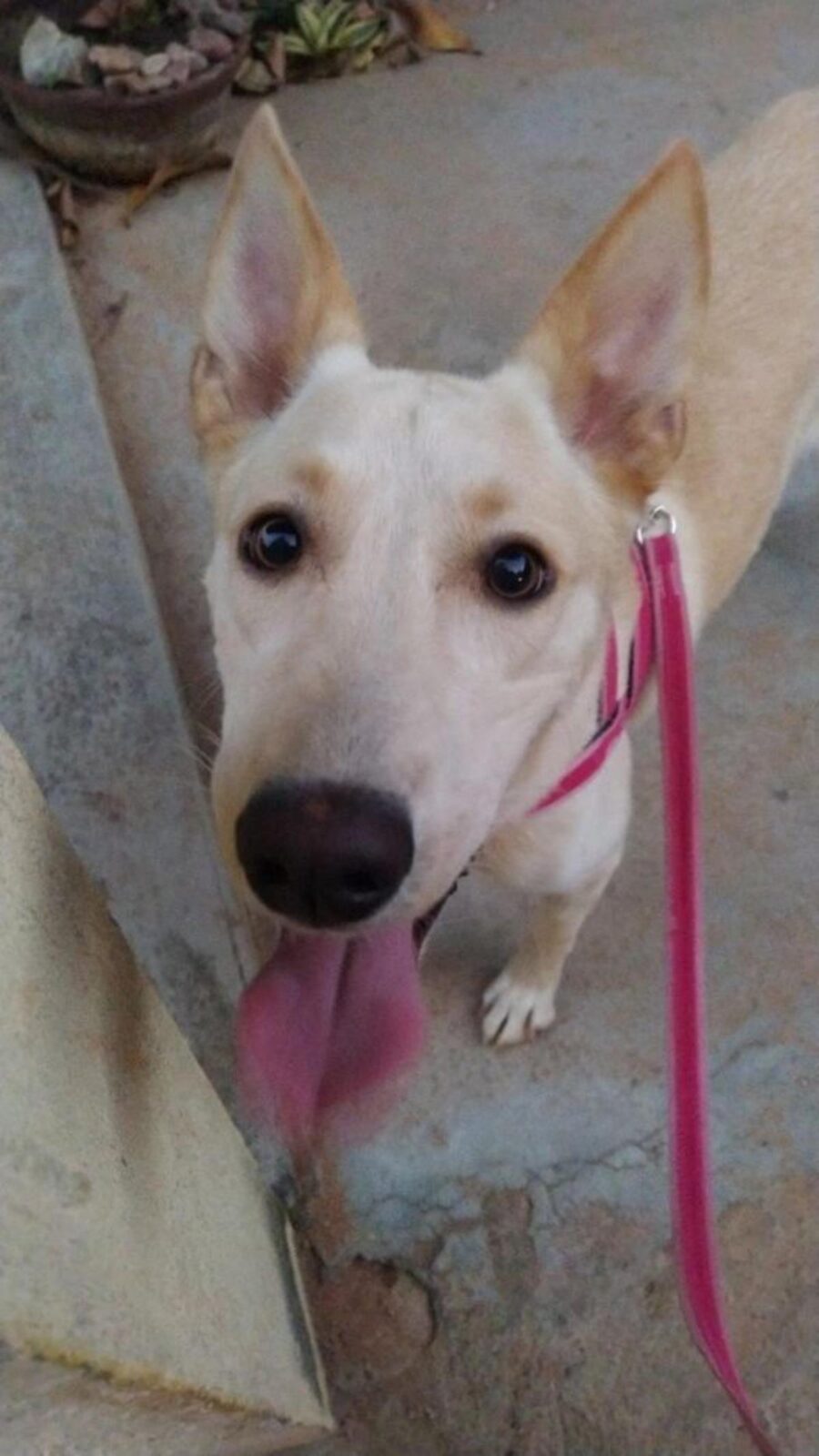 cagnolina meticcia