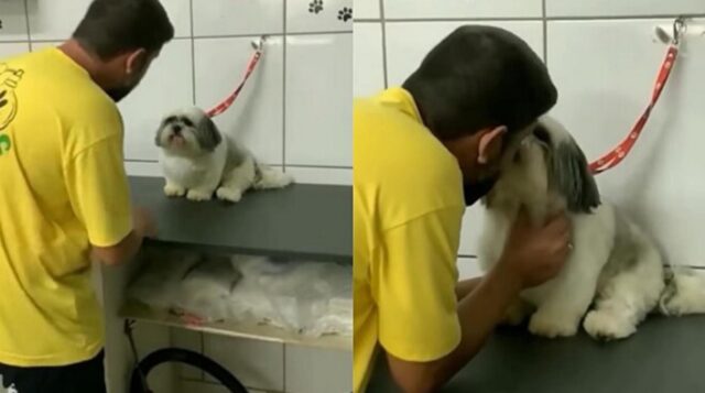 Questo cagnolino si fa fare il bagno solo da un toelettatore, è vero amore: agli altri ringhia e abbaia