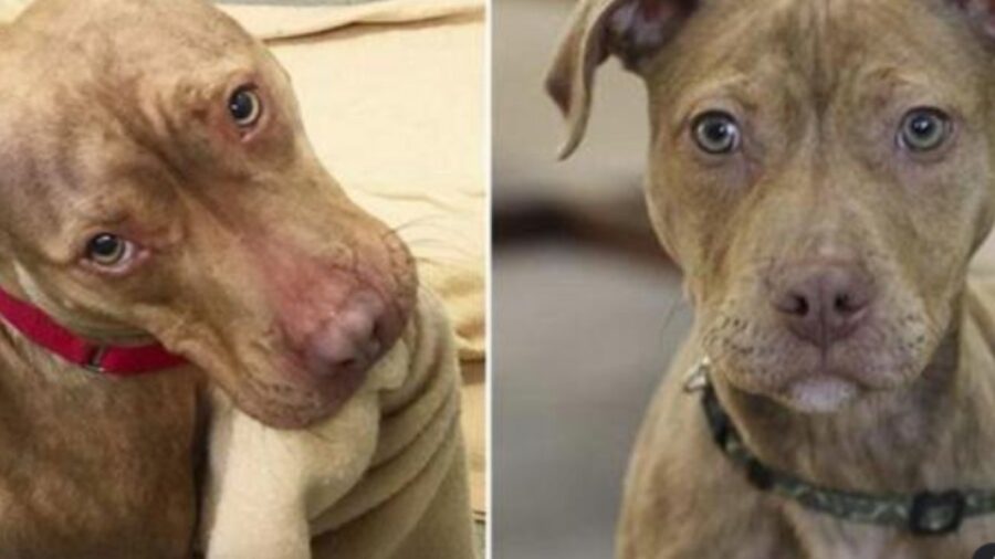 cane randagio con occhi dolci