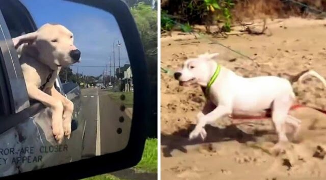 Cane senzatetto aiutato mentre è in un limbo tra vita e morte