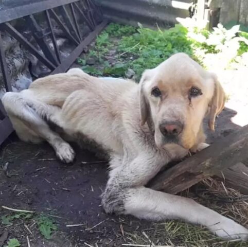 Il padrone se ne va di casa lasciando dentro 2 cani per un mese. Uno dei due non è sopravvissuto