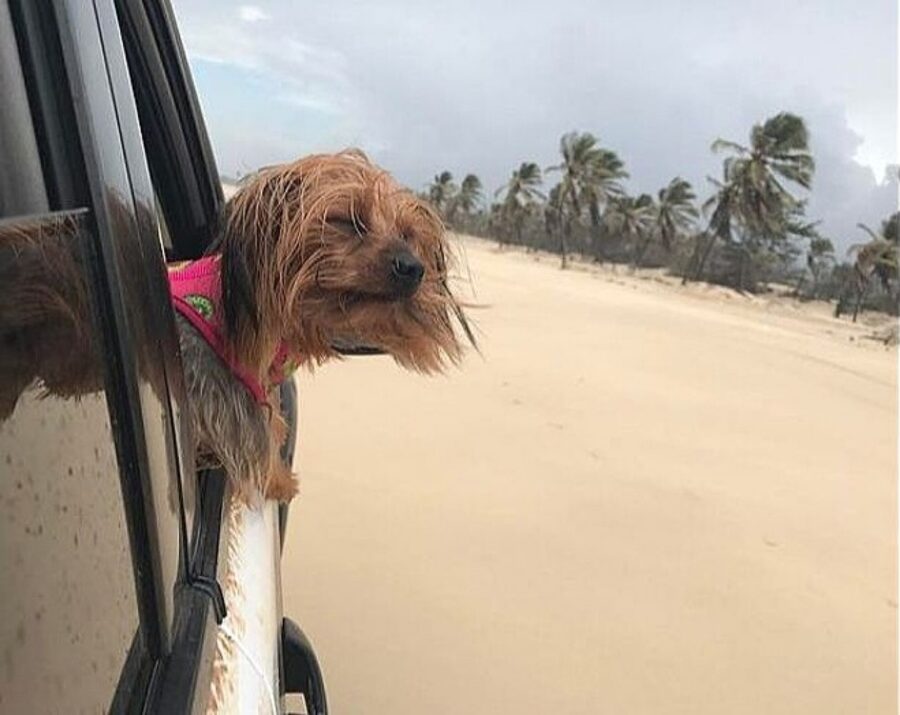 cane con testa fuori dal finestrino