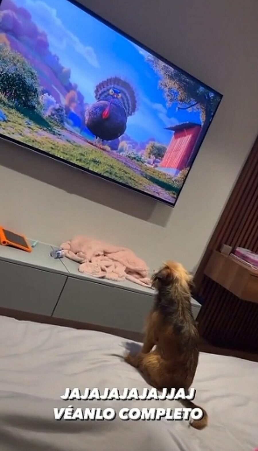 cane guarda la tv