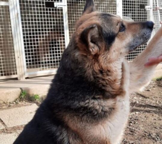 Cucciolo di cane tenuto in gabbia tutta la vita cerca di farsi notare