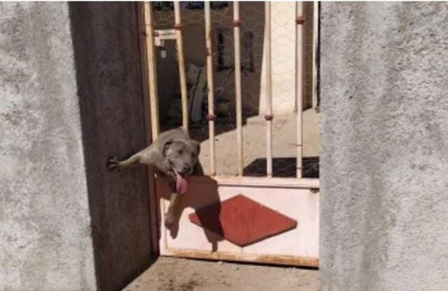 Cucciolo di cane resta incastrato nel cancello: immediato allarme