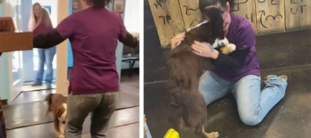 Cane smarrito per tre settimane piange di gioia al rivedere la sua mamma