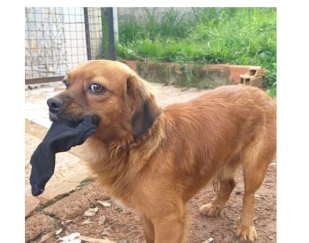 Cucciolo di cane veglia il suo migliore amico per ore