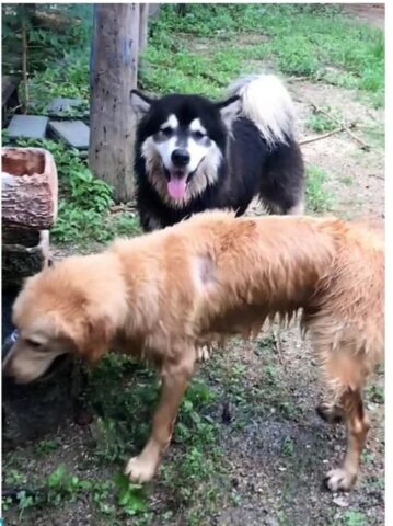 Cucciolo di cane rischiava di annegare a salvarlo un suo amico