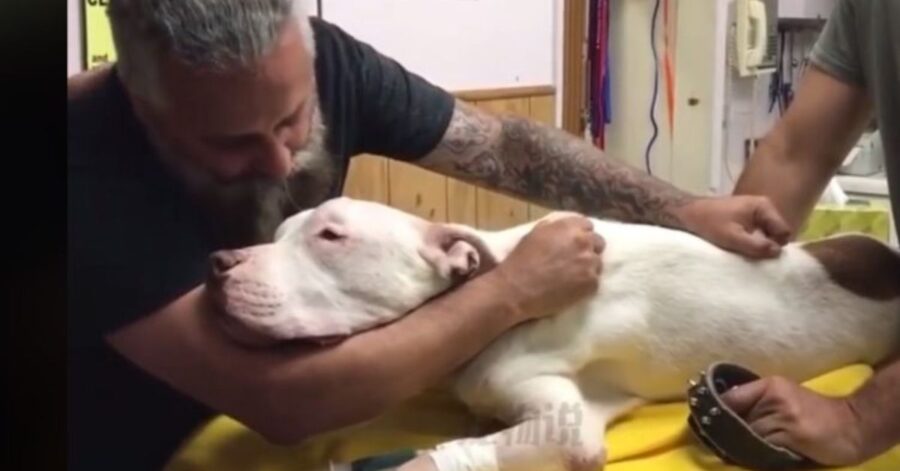 Uno dei momenti più devastanti e tragici quello che ha vissuto quest'uomo con la perdita del suo cane. Guarda il video commuovente