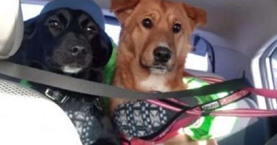 Per diversi mesi, un cane senzatetto ha aiutato un cane domestico smarrito a sopravvivere per strada