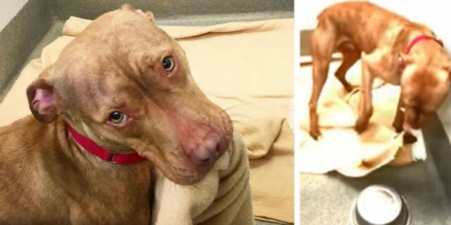 Il cane randagio si rifà ogni giorno il letto in canile nella speranza di essere adottato