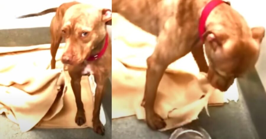 cane senzatetto sistema il suo letto ogni giorno, sperando di far colpo sui possibili adottanti