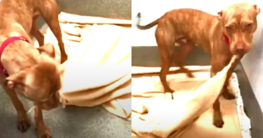 cane senzatetto sistema il suo letto ogni giorno, sperando di far colpo sui possibili adottanti