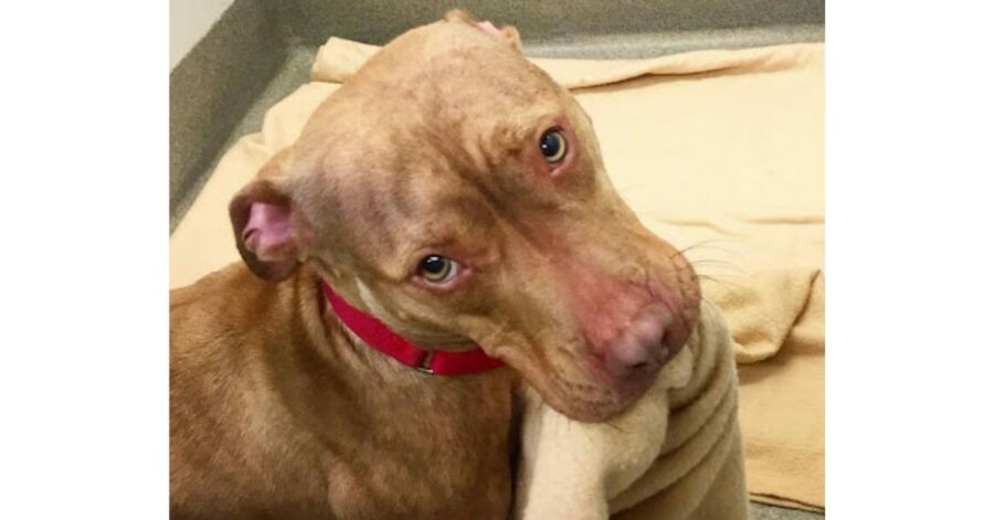 cane senzatetto sistema il suo letto ogni giorno, sperando di far colpo sui possibili adottanti