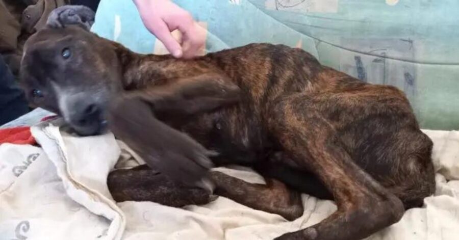 Vecchio cane scheletrico e trascurato viene salvato in tempo dall'eutanasia