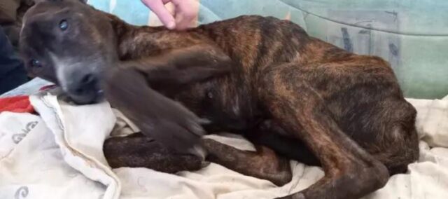 Vecchio cane scheletrico e trascurato viene salvato in tempo dall'eutanasia