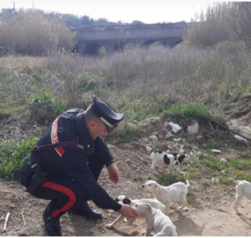 Cuccioli di cane dal colore bianco candido salvati dall’abbandono