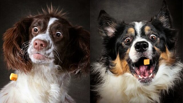 Fotografo scozzese scatta foto ai cani che cercano di afferrare uno snack raccogliendo fondi per beneficenza