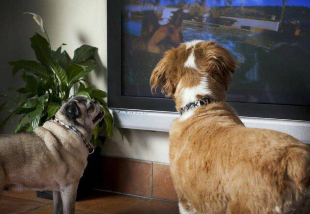 5 cani protagonisti al cinema, le pellicole più belle e imperdibili