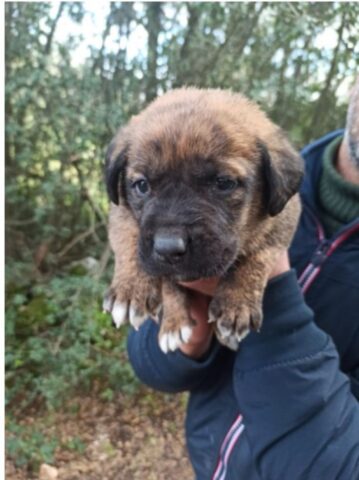 Cuccioli di cane abbandonati come fossero immondizia: la loro storia