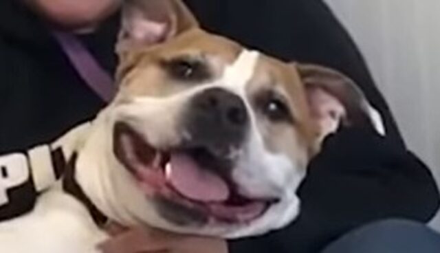 Il cagnolone Pitbull Buster ha un carattere un po’ difficile ma è dolcissimo (VIDEO)