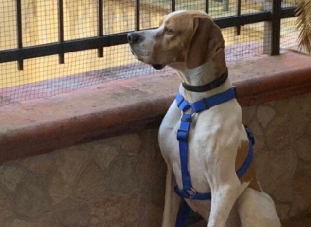 Capodrise, smarrito un Pointer di 5 anni, il cagnolino Amir ha bisogno di costanti cure