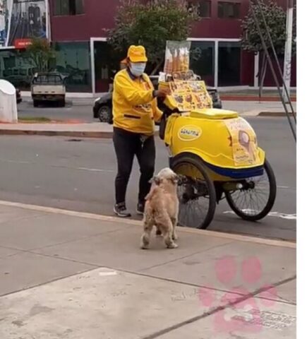 Cucciolo di cane aspetta davanti ad un carretto pieno di giocattoli