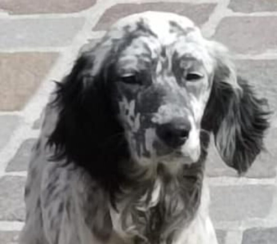 cagnolina simil setter occhi socchiusi 