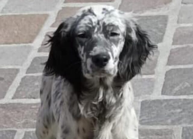 Castelpoto, cagnolina simil Setter smarrita o rapita, un dubbio che da giorni affligge la famiglia