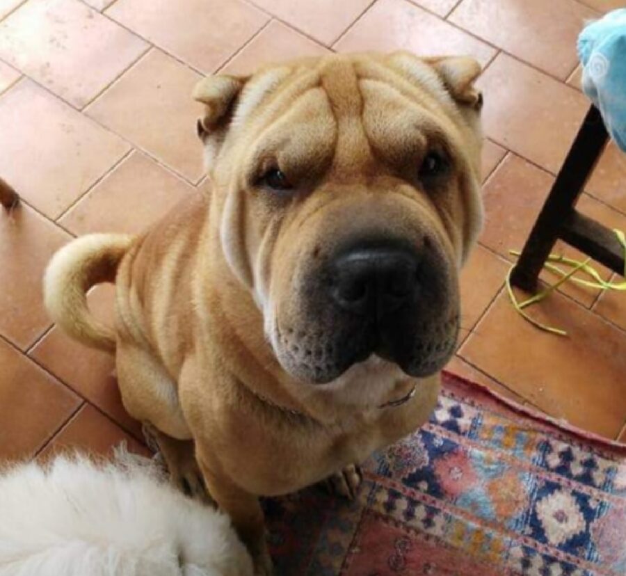 cane shar pei muso nero 