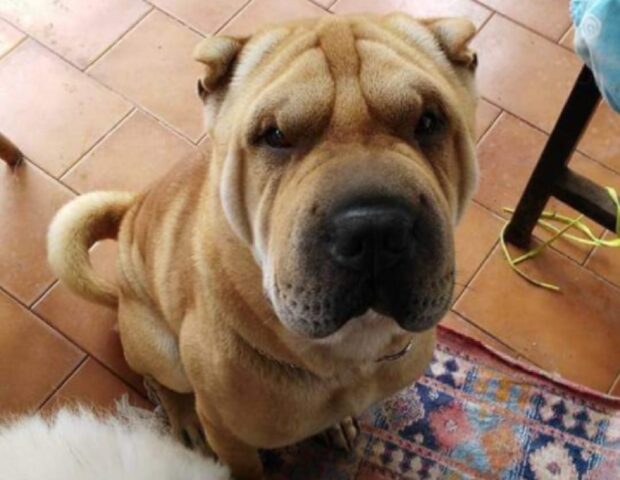 Catania, sono passati 3 anni dallo smarrimento di Oscar, non si è persa la speranza per questo cane Shar Pei