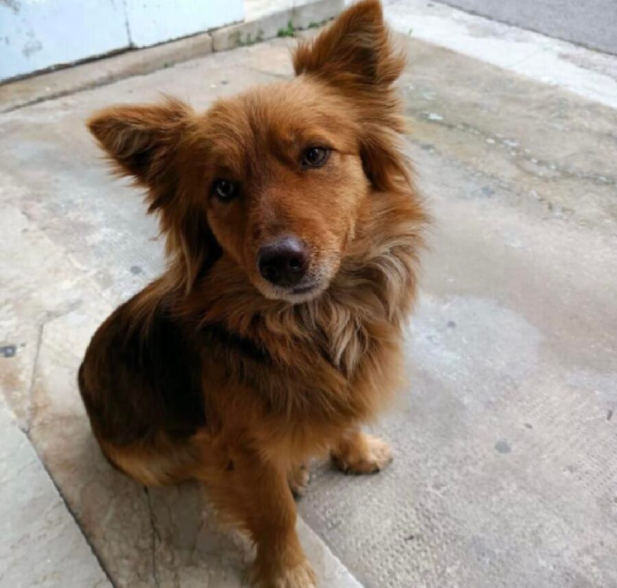 cagnolino maschio piccolo di stazza 