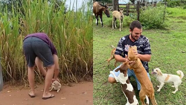 Il cagnolino abbandonato comincia la sua nuova vita in una fattoria