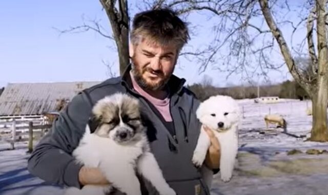 I cuccioli di cane Aspen e Oakley hanno fatto la conoscenza della numerosa famiglia (VIDEO)