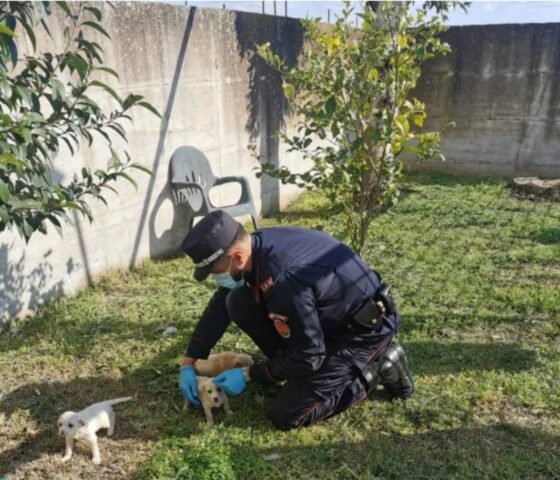 Cuccioli di cane di soli pochissimi giorni abbandonati sulla strada