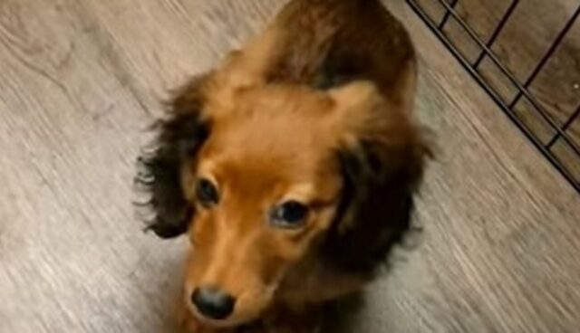 Cucciolo Bassotto si arrabbia perché credeva che avrebbe mangiato una ciambella (VIDEO)