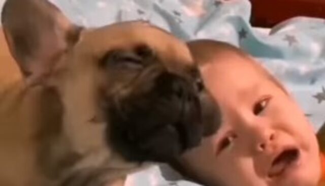 Cucciolo Bulldog francese si lamenta perché sento il suo fratellino umano piangere (VIDEO)