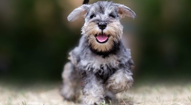 Cucciolo di schnauzer conosce delle anatre per la prima volta (VIDEO)