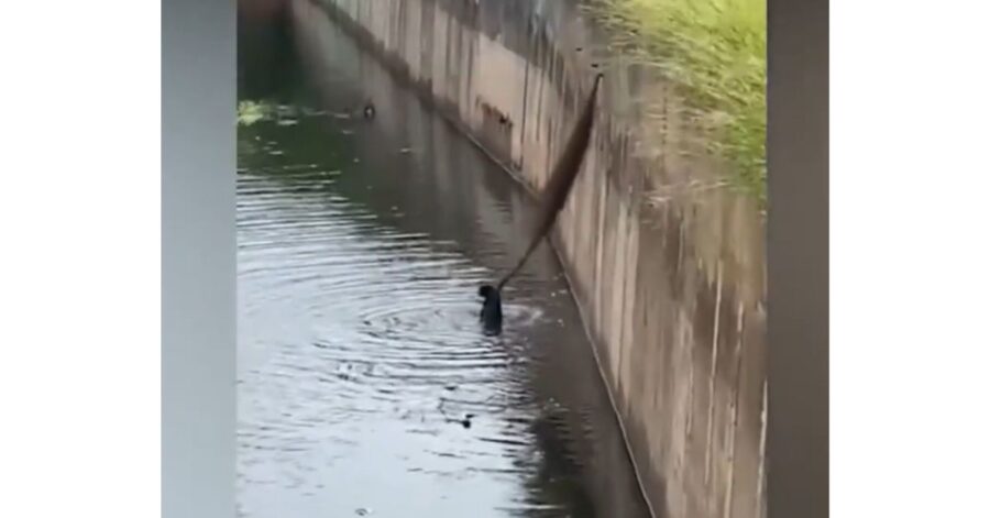 donna entra in una fogna per salvare un cucciolo in pericolo